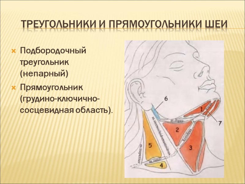 Треугольники и прямоугольники шеи Подбородочный треугольник (непарный) Прямоугольник (грудино-ключично-сосцевидная область).